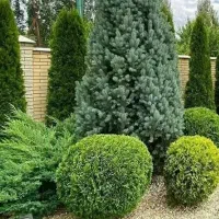 اجرا و طراحی بازدید رایگان،بام سبز(روفگاردن)باغشهر