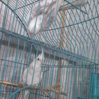 جفت عروس دوکت
