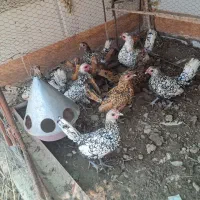 مرغ سبرایت