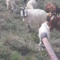بز وبزغاله  با شیر خوب