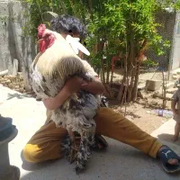 تخم مرغ نطفه دار