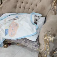 گربه|گربه|نسیم‌شهر, |دیوار