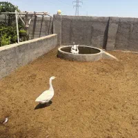 قوغاز