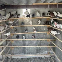 کبوتر