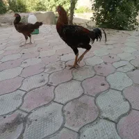 مرغ و خروس لاری و جوجه