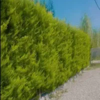 پیمانکا ی وطراحی فضای سبز