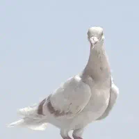 ۳طوق کبوتر بزرگ جوجه و ۳تا صید جوجه المانی سار