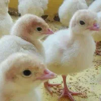 بوقلمون بیوتی۶