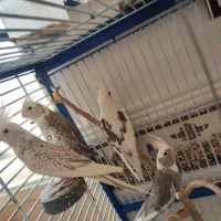 عروس هلندی