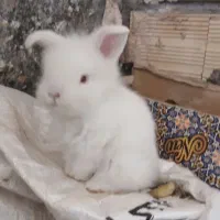 بچه خرگوش لوپ