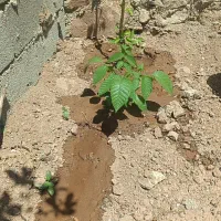 250متر زمین ویلایی زیر قیمت.سرمایه گذاری.خیلی خوب