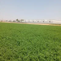 زمین ویلایی ۵۰۰ متر تا ۱۰۰۰متر املاک تجارت