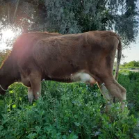 گاو جرسی روز۸کیلو شیر پرچرب