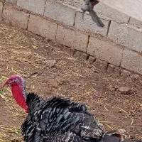 بوقلمون‌محلی‌چاق