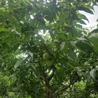باغ هلو|خدمات باغبانی و درختکاری|کردکوی, |دیوار