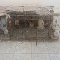 قفس مرغ