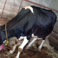 فروش گاو دورگه یا گوساله