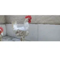 خروس جوان سفید