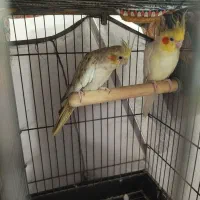 عروس هلندی مولد نر و ماده