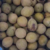 گردو تر