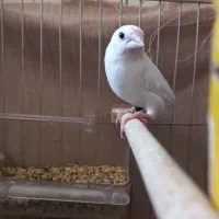 فنچ بنگالی دوتا دونه