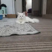 گربه نر۶ ماه پرشین