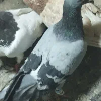 کفتر سبز نر