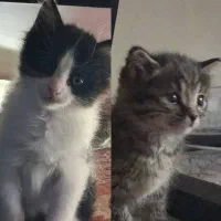 واگذاری رایگان دو بچه گربه باهم