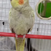 دو عدد عروس هلندی نر و ماده