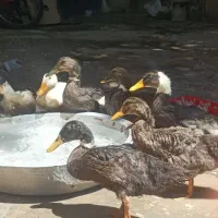 فروش اردک