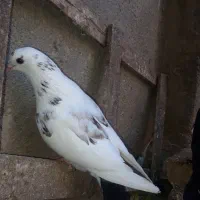 کبوتر|پرنده|قوچان, |دیوار