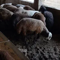 نر بره قربانی