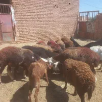 میش