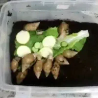 حلزون رایگان