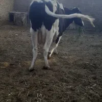 گاواوستن