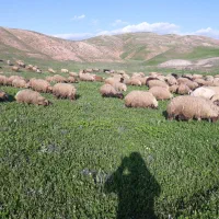 گوسفند میش داشتی