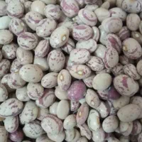 لوبیا چیتی