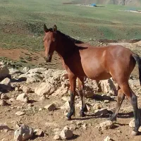 اسب وقاطر