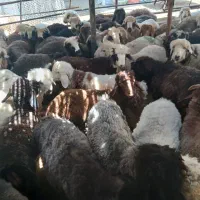 بره نر
