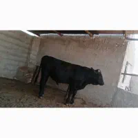 فروش گوساله چاق سرک دار