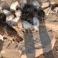 جوجه بوقلمون