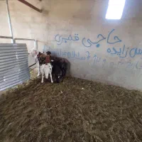 ۳۰راس بره سبک پای پروار