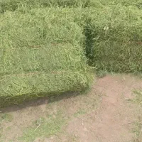 شیر بز میش