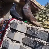 جفت آبادانی