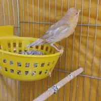 قناری ماده