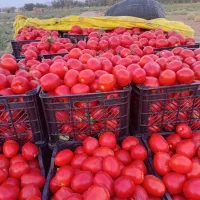 فوش گوجه|خوردنی و آشامیدنی|عنبرآباد, |دیوار