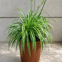 گیاه برگ گندمی