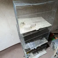 قفس پرنده