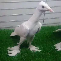برلین المانی یا سر مثلثی