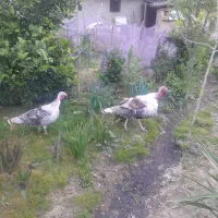 بوقلمون محلی